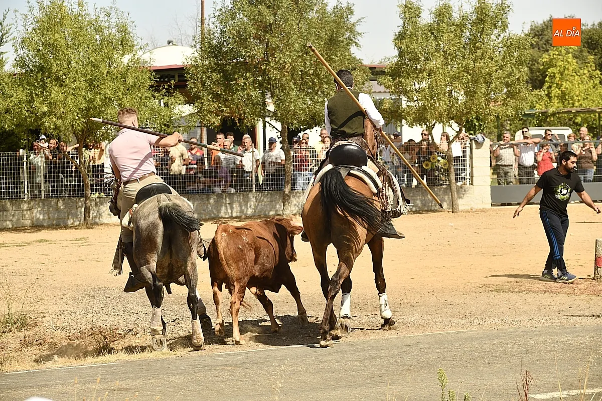Encierro a Caballo en Aldehuela de Yeltes/ Fotos: Adrián M.Pastor