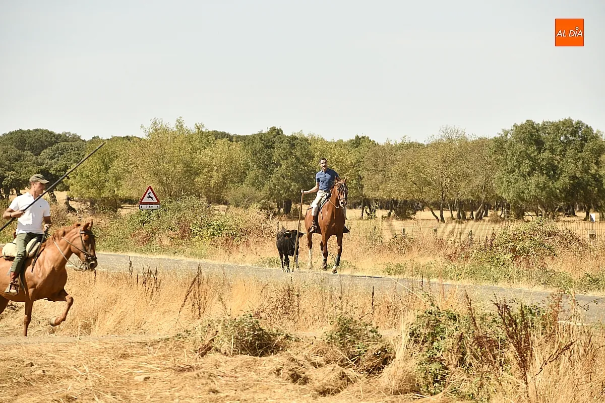 Encierro a Caballo en Aldehuela de Yeltes/ Fotos: Adrián M.Pastor