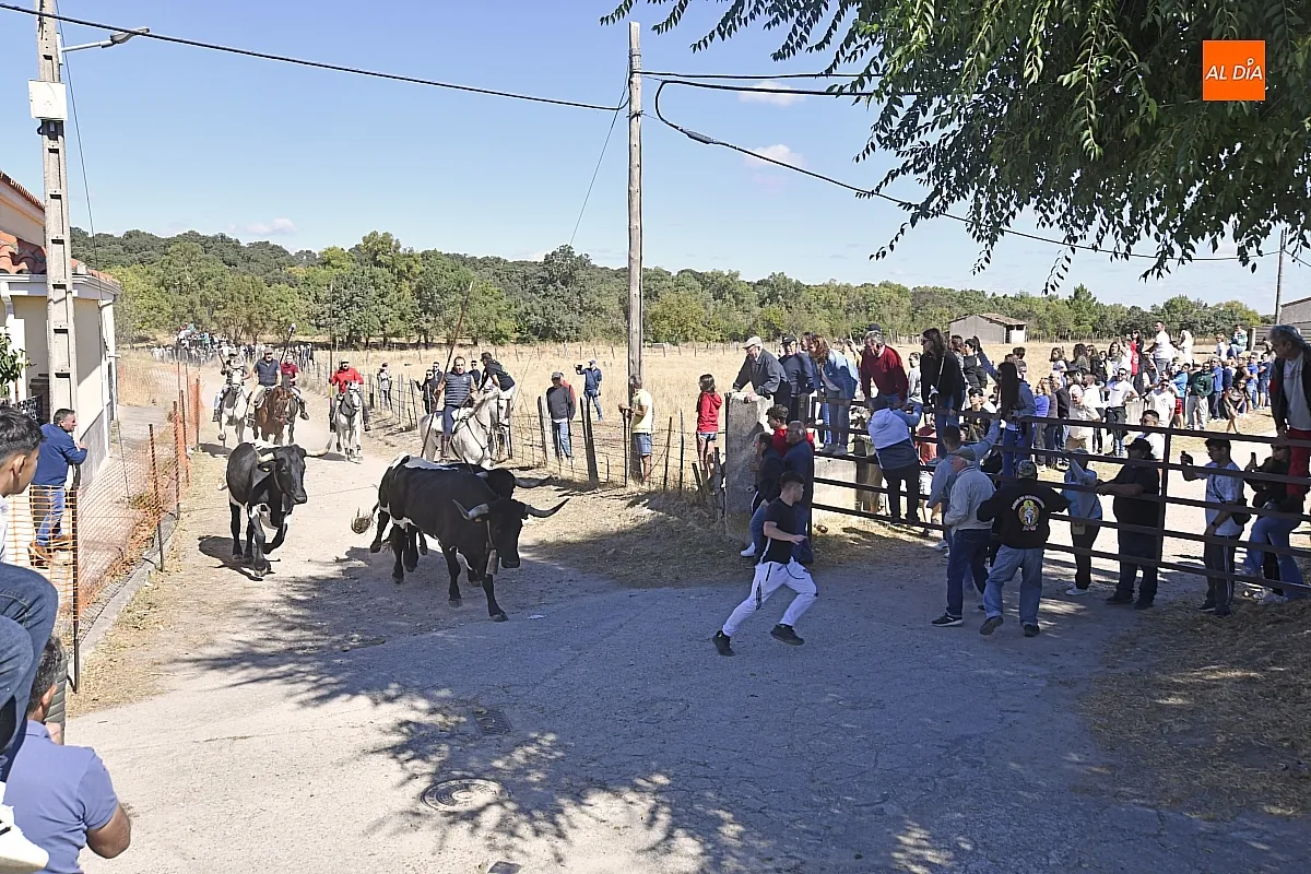 Encierro a caballo en Espeja fiestas de San Lino/ Fotos: Adrián M.Pastor