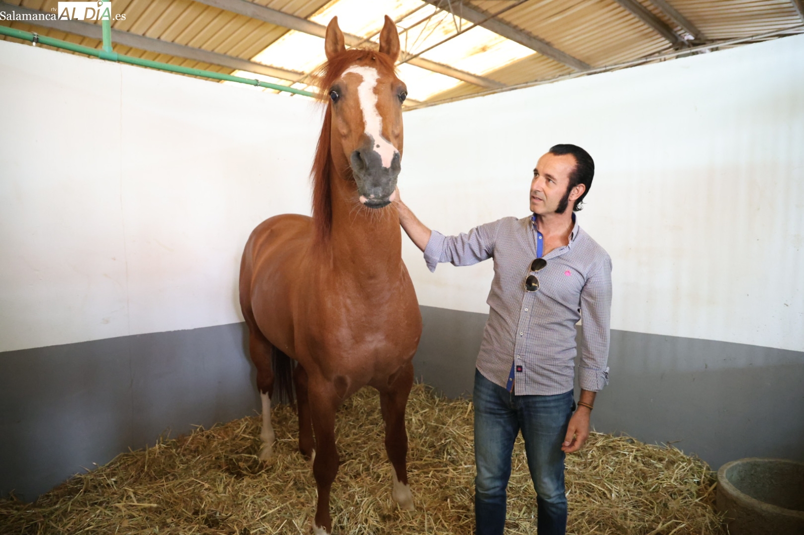Talavante caballo pura raza árabe