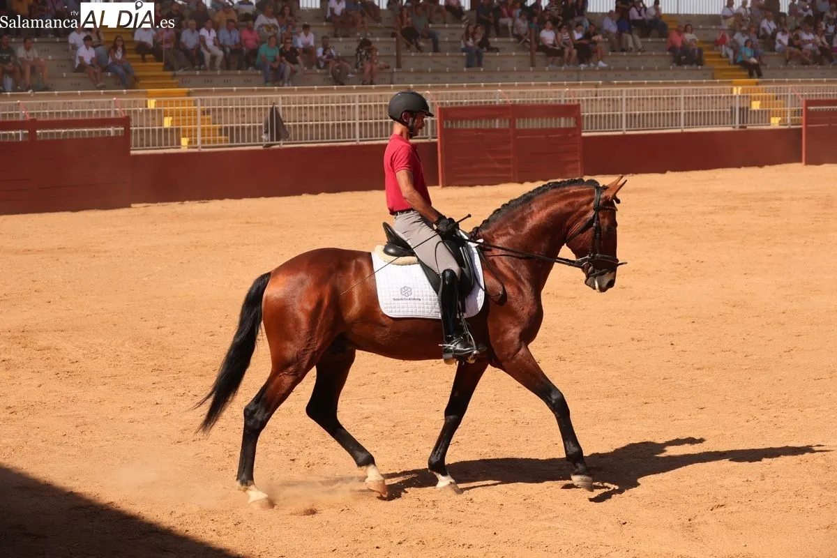 Gran exhibición del Caballo de Deporte Español, el Pura Raza Español y el Raza Árabe | FOTOS: David Sañudo