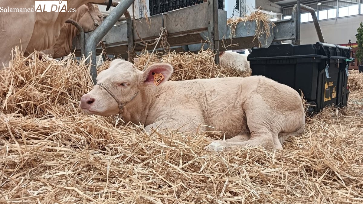 Ternera charolesa dos meses Salamaq