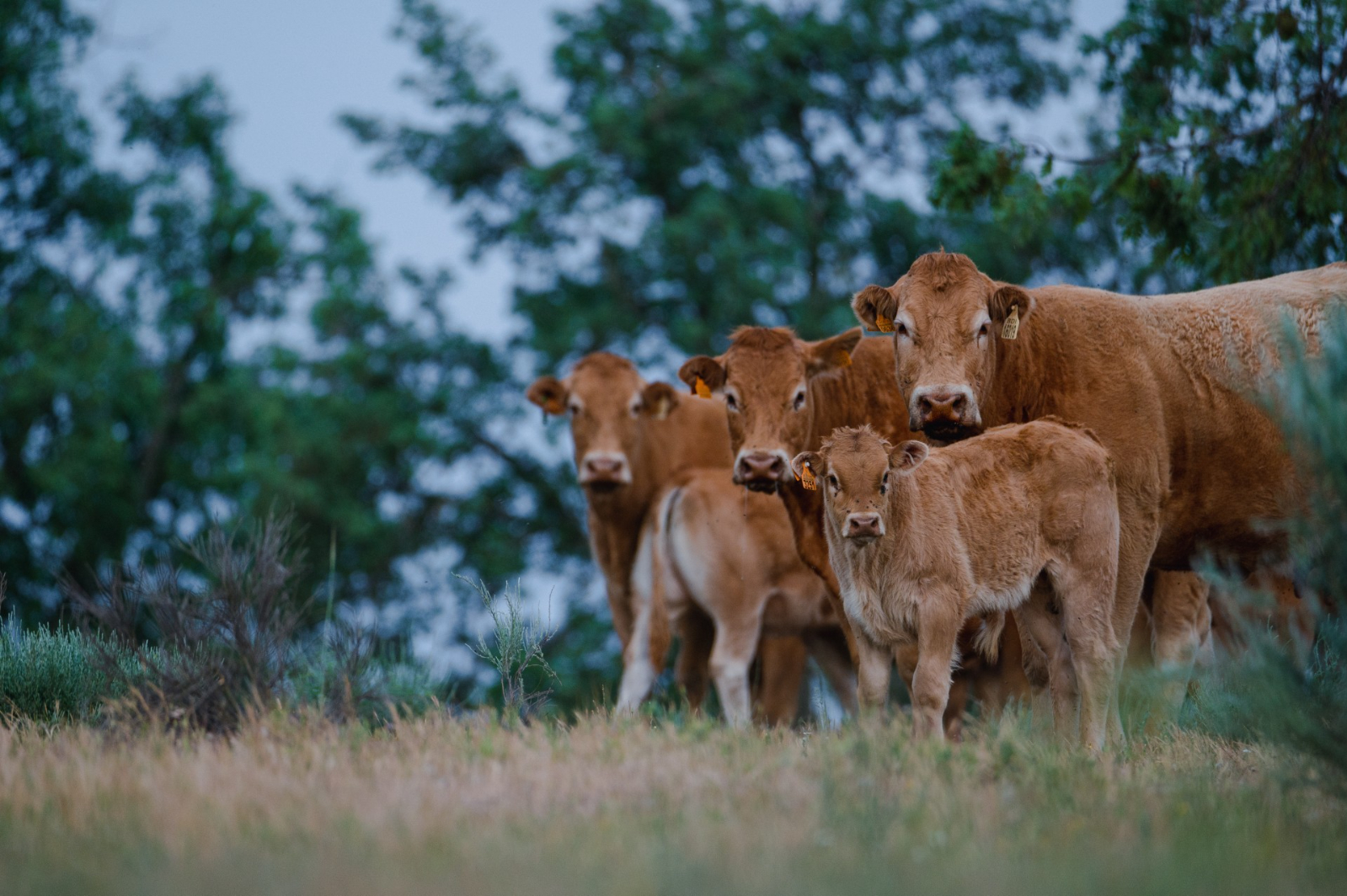 Raza limusina: claves de su liderazgo en el vacuno