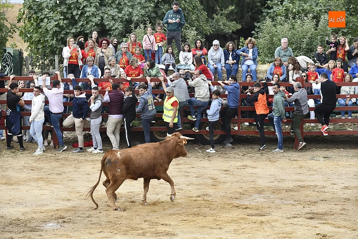 Vaquillas en Pedrotoro fiestas San Miguel Arcángel/ Fotos: Adrián M.Pastor