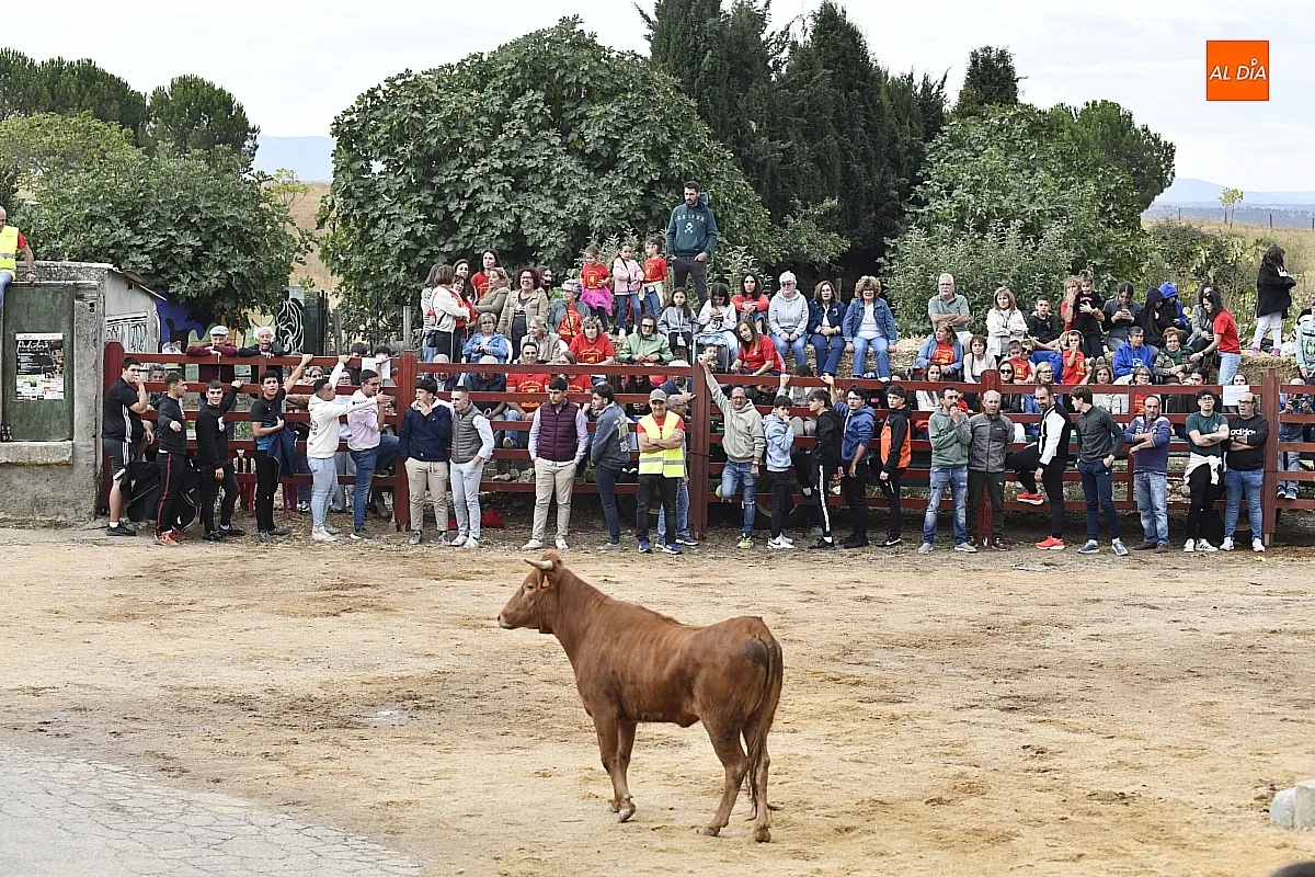 Vaquillas en Pedrotoro fiestas San Miguel Arcángel/ Fotos: Adrián M.Pastor