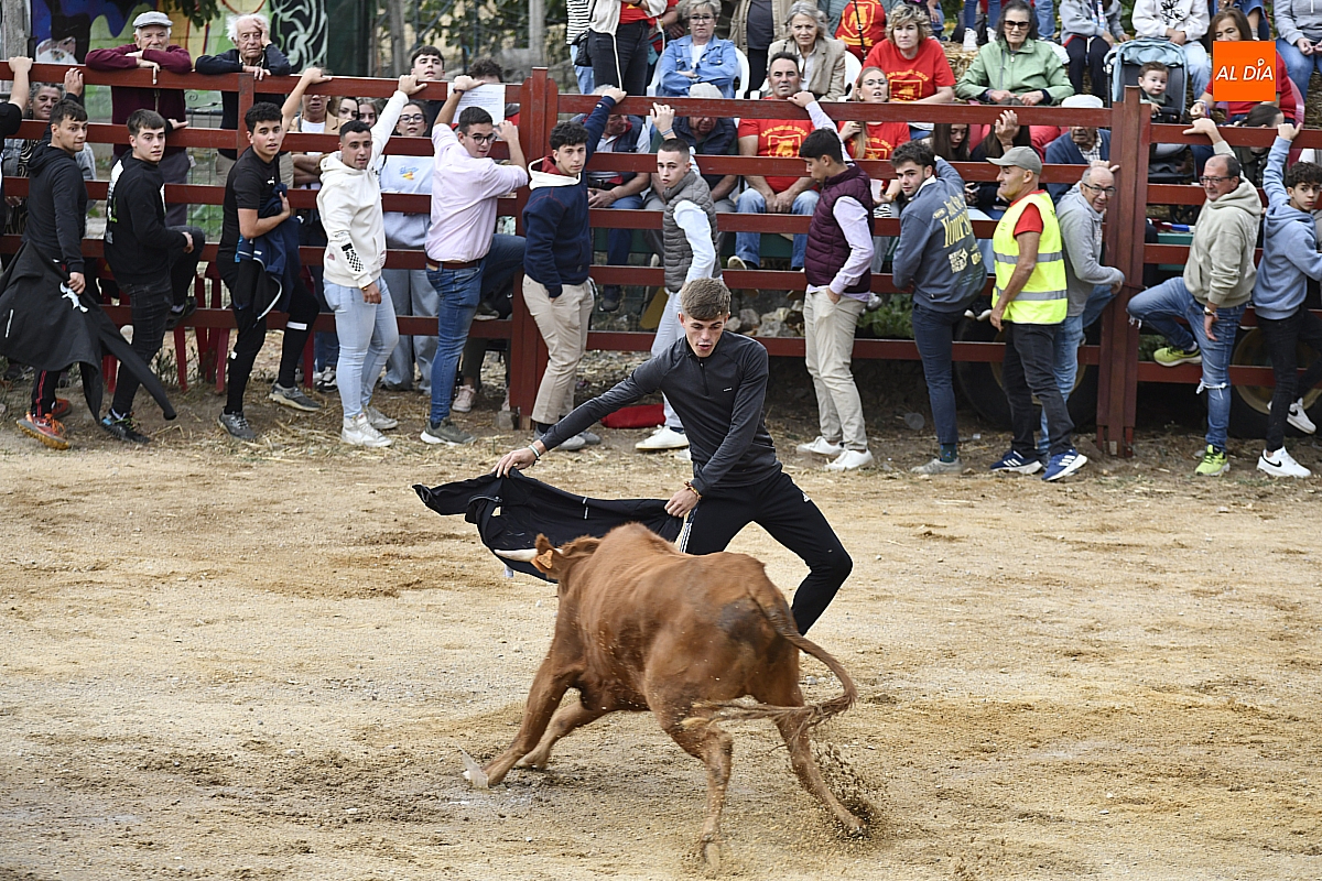 Divertida tarde de vaquillas en Pedrotoro fiestas San Miguel Arcángel