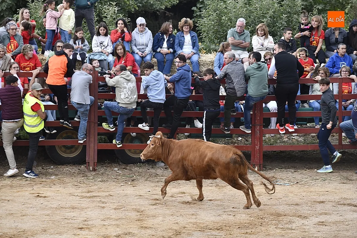 Vaquillas en Pedrotoro fiestas San Miguel Arcángel/ Fotos: Adrián M.Pastor