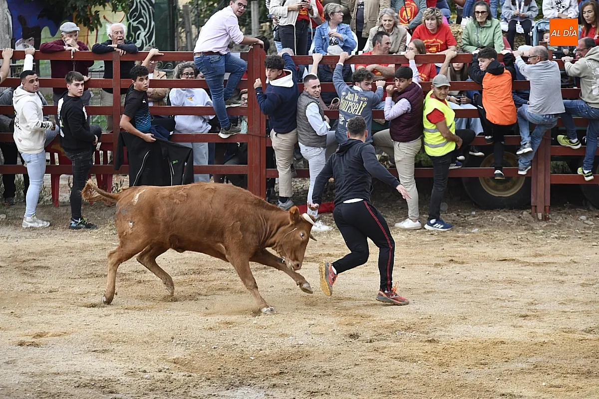 Vaquillas en Pedrotoro fiestas San Miguel Arcángel/ Fotos: Adrián M.Pastor