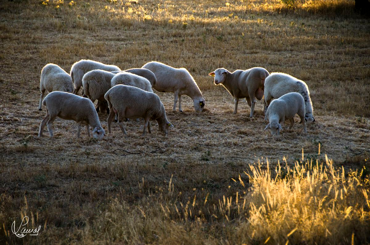 Ovejas en Salvatierra de Tormes