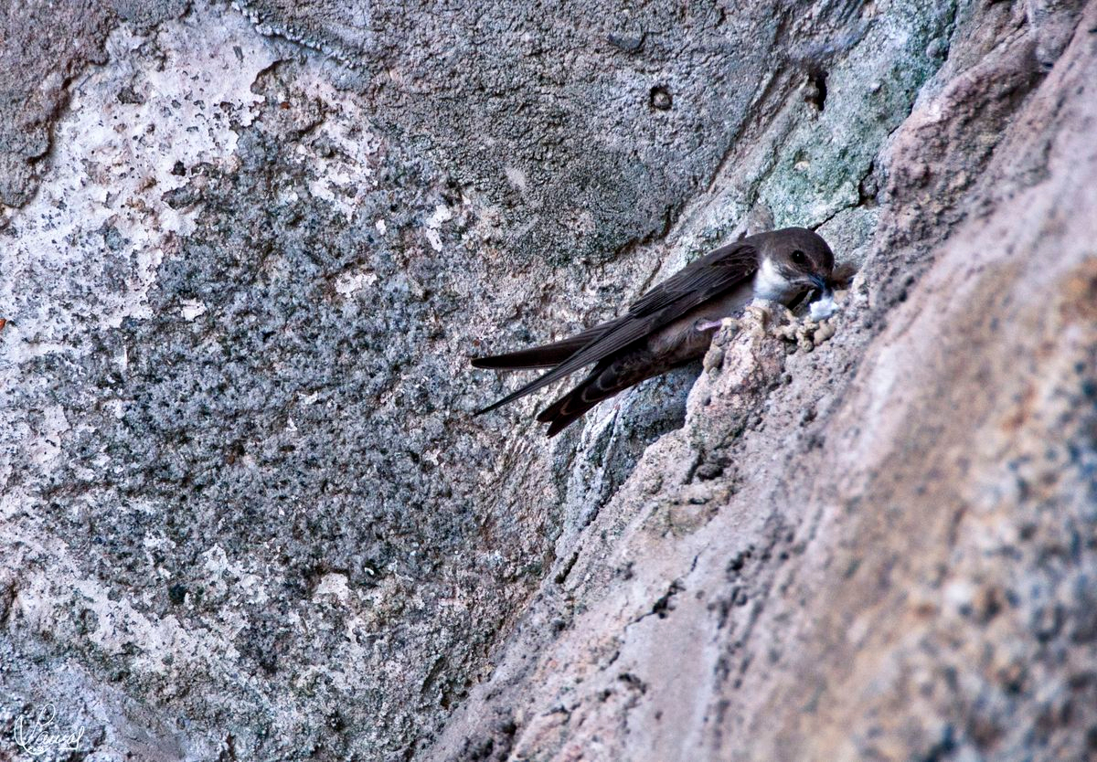 Golondrina en Calzada de Valdunciel, Salamanca