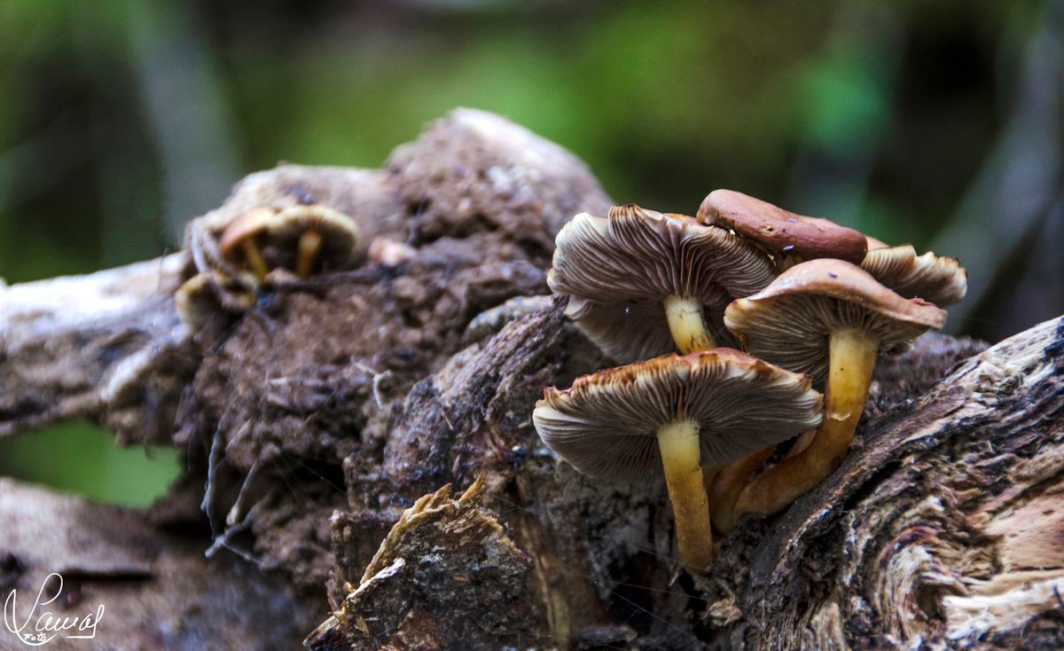 Setas en Candelario, Salamanca