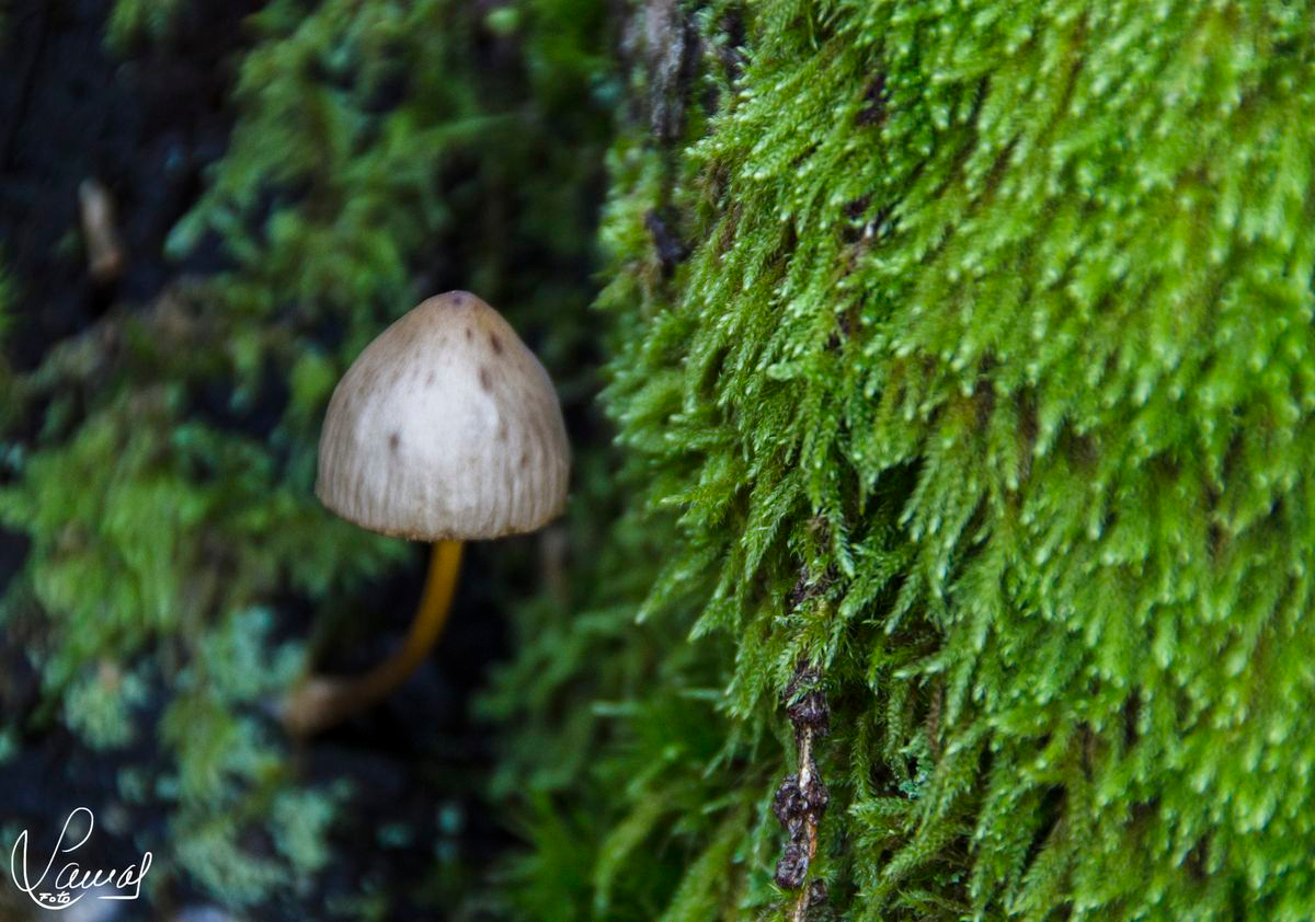 Hongo en Candelario, en la ruta de Puente Nueva, Salamanca
