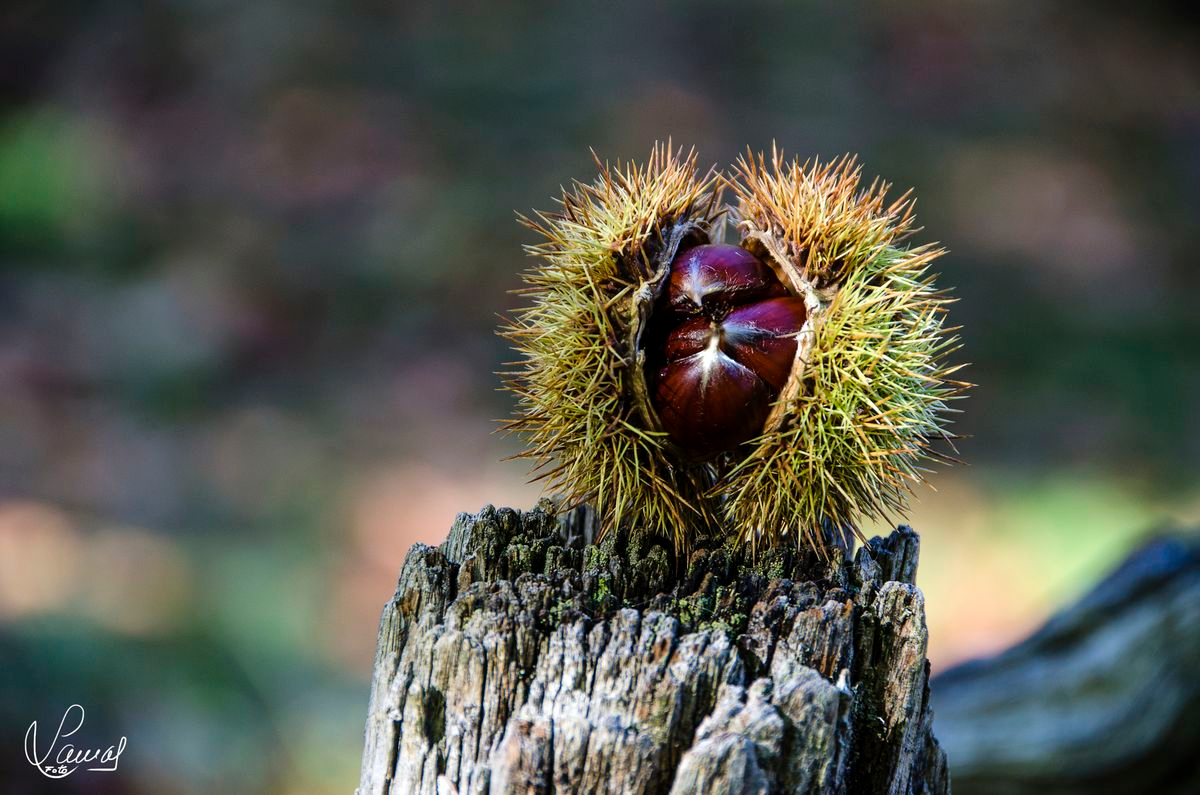 Castañas en La Alberca, Salamanca
