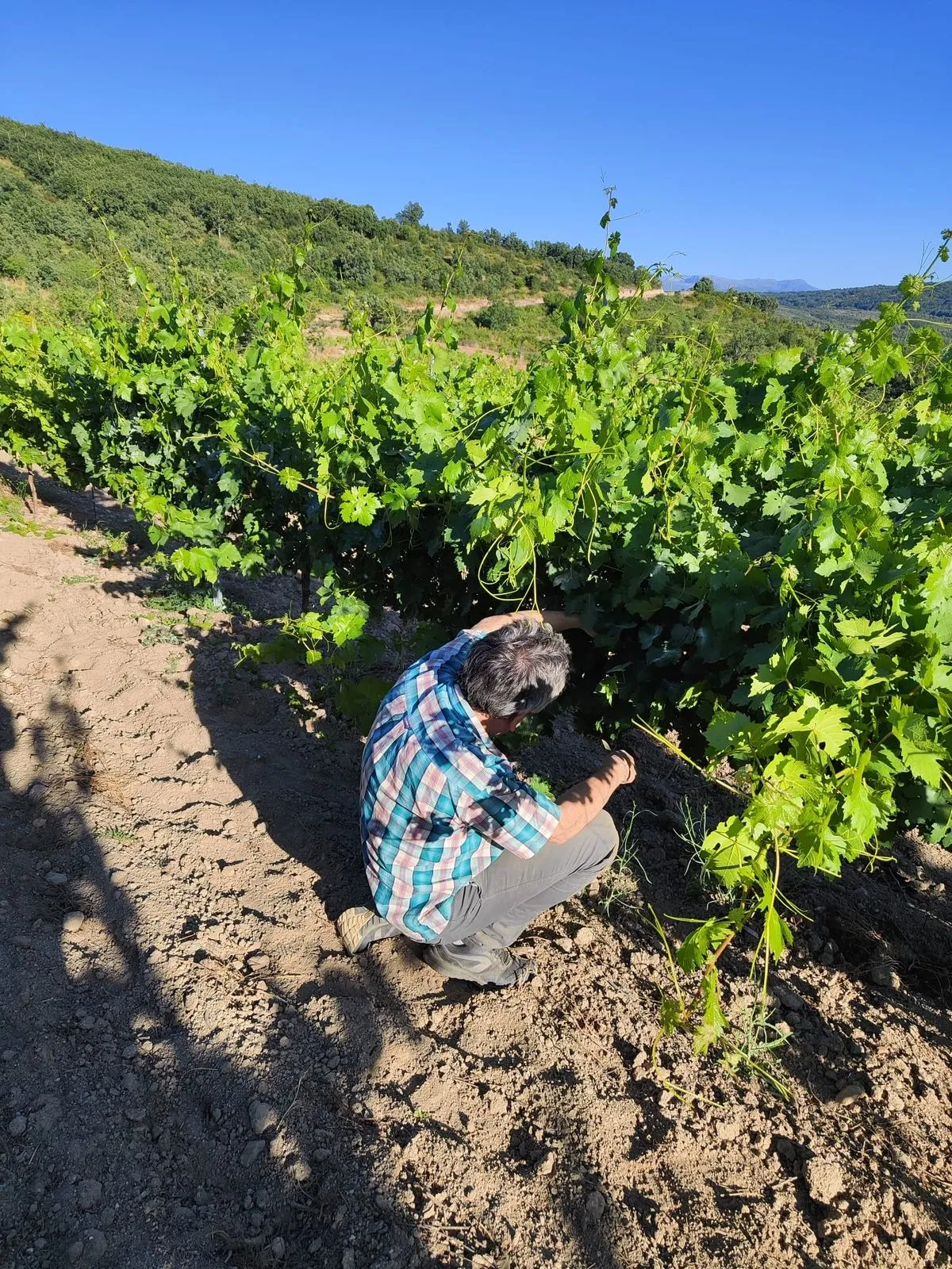 Viñedo de la Bodega Dominio de la Sierra, en San Estaban de la Sierra. Foto de Inma Santos