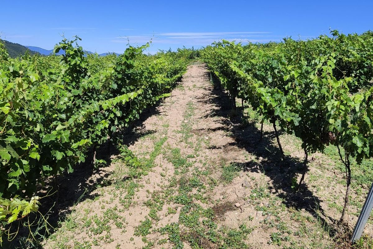 Vinos de la Sierra de Salamanca: el proyecto que recupera la uva Rufete