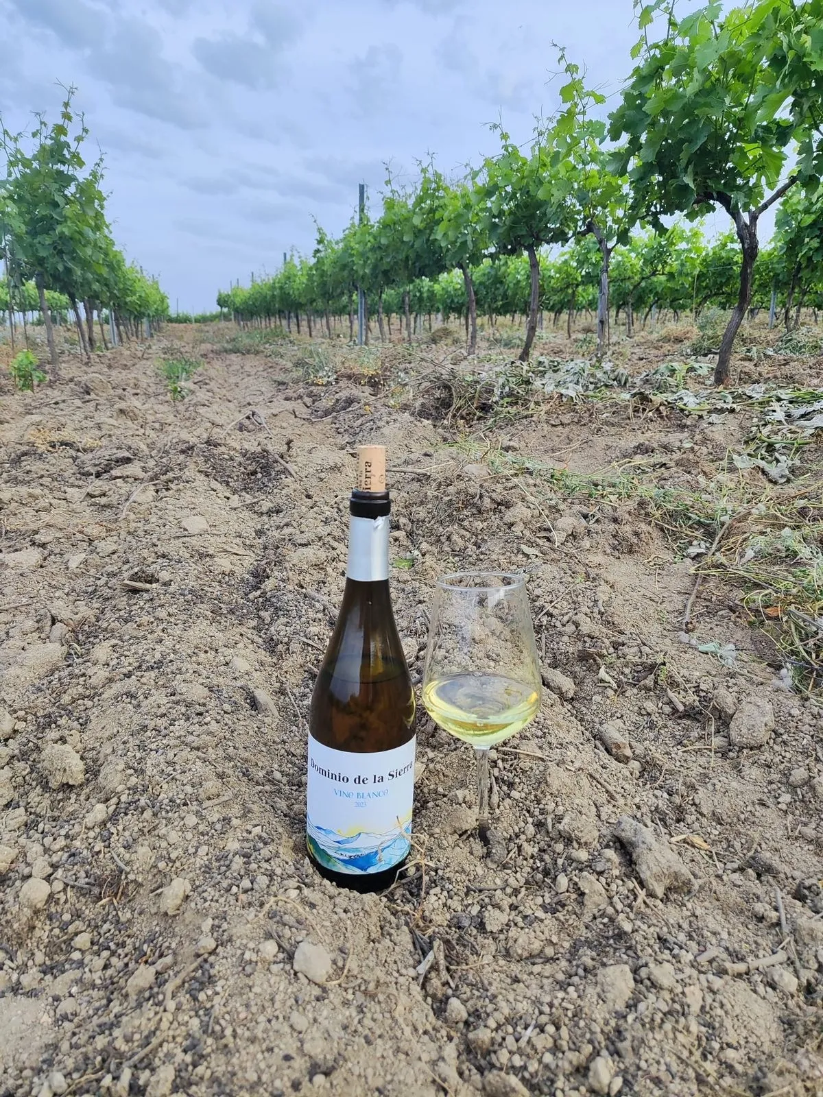  Viñedo de la Bodega Dominio de la Sierra, en San Estaban de la Sierra. Foto de Inma Santos
