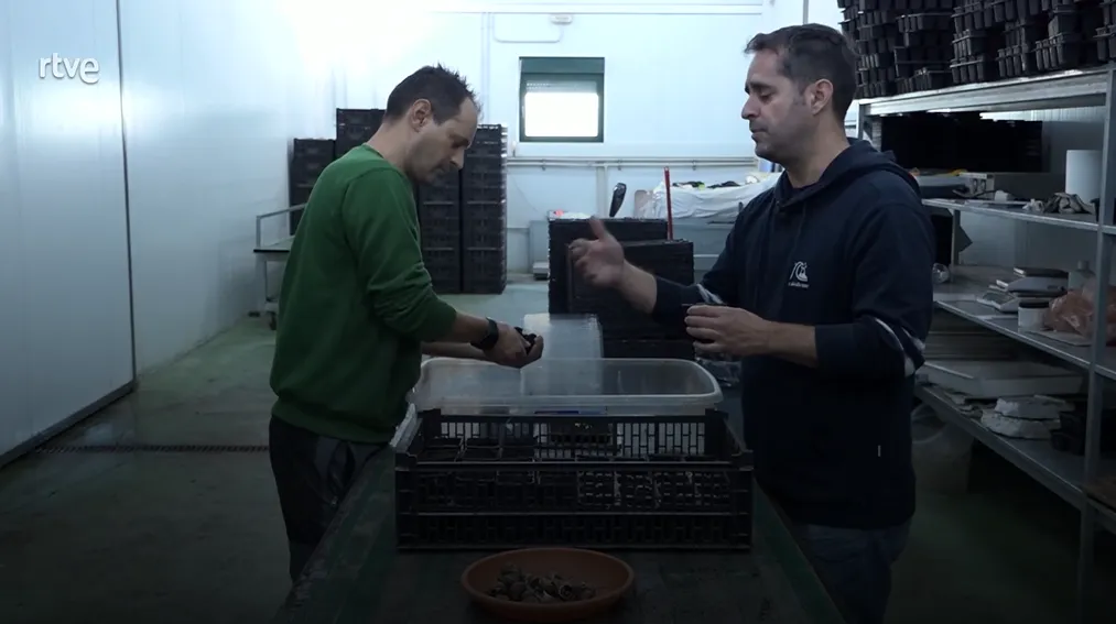 Foto 4 - El programa &lsquo;Aqu&iacute; hay trabajo&rsquo; de La 2 dedica un reportaje a la cr&iacute;a de caracoles de Jorge y Ra&uacute;l Benito