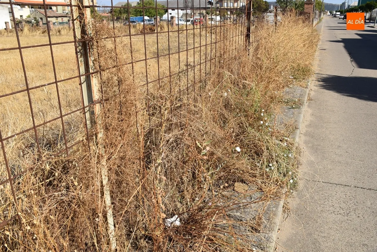 Foto 6 - La maleza inutiliza un amplio tramo de acera del Camino del Cementerio