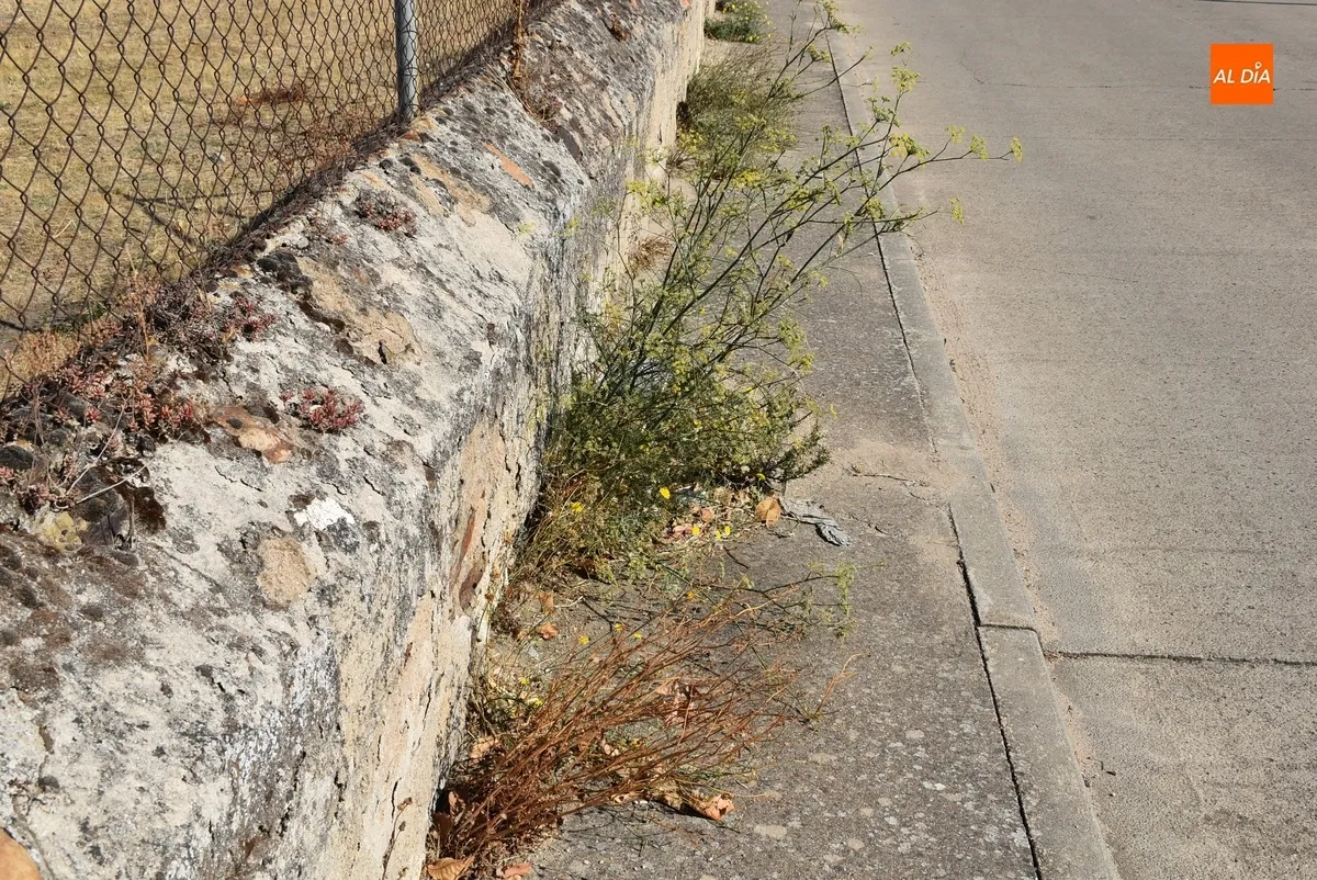 Foto 7 - La maleza inutiliza un amplio tramo de acera del Camino del Cementerio