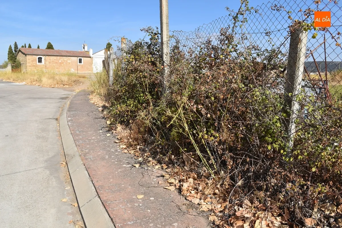 Foto 8 - La maleza inutiliza un amplio tramo de acera del Camino del Cementerio