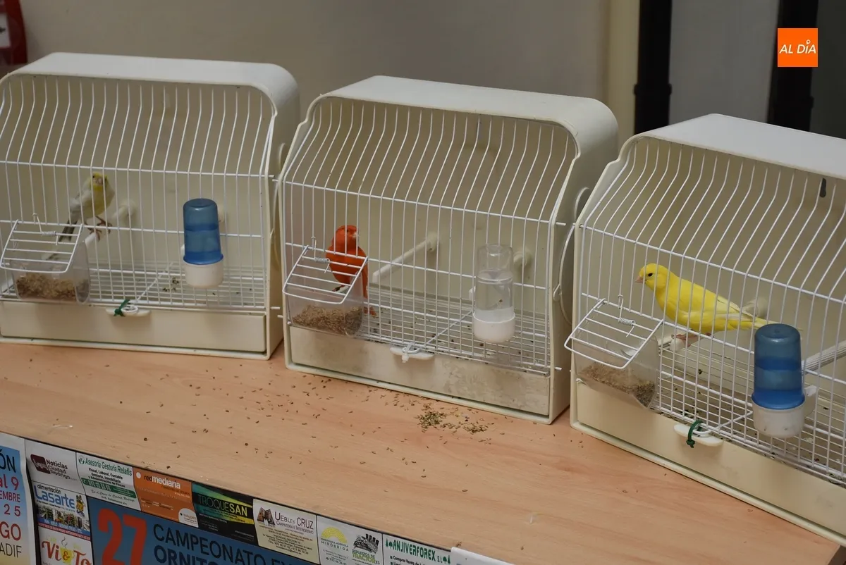 Foto 2 - La Casa Consistorial vuelve a contar con p&aacute;jaros para promocionar el Concurso Ornitol&oacute;gico