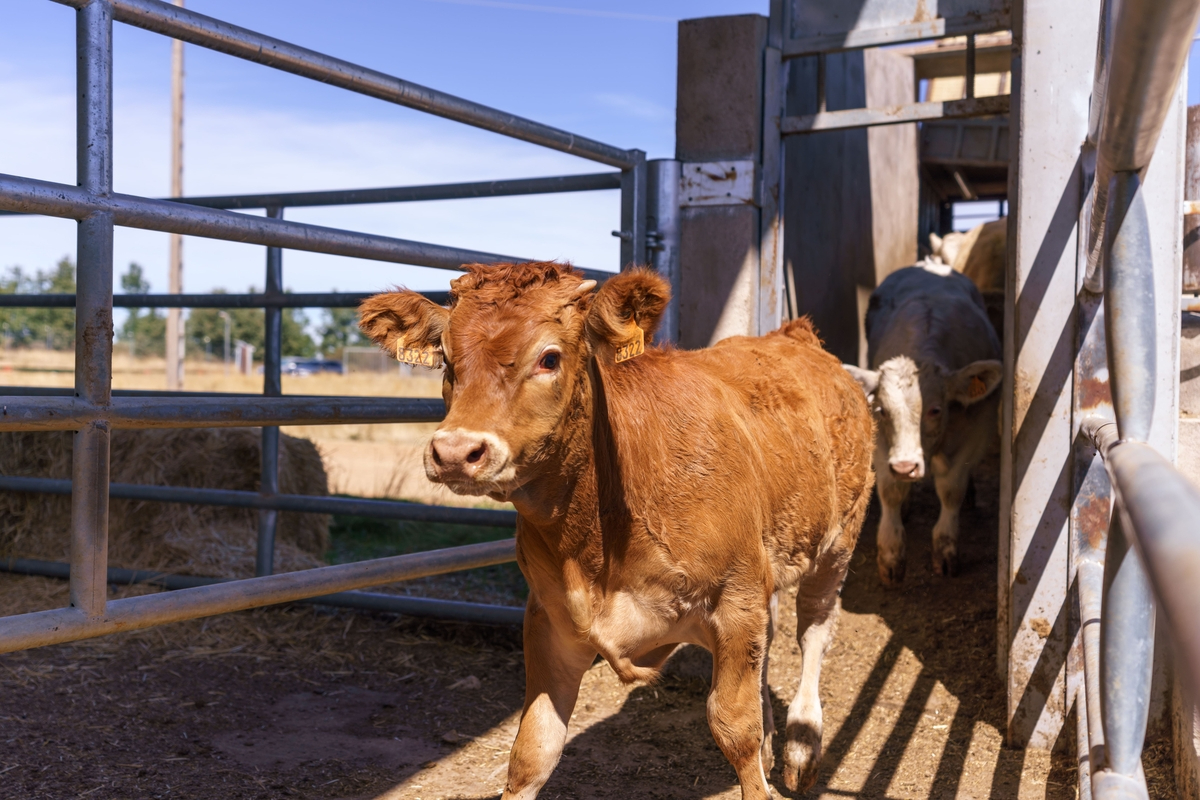 Dehesa Grande reduce un 76% el uso de combustibles fósiles y evita 50 toneladas de CO₂ en 2025