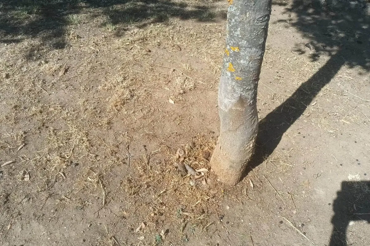Foto 6 - Denuncian el incivismo en el parque canino del Valle de San Mart&iacute;n