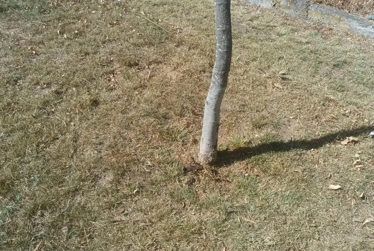 Foto 5 - Denuncian el incivismo en el parque canino del Valle de San Mart&iacute;n