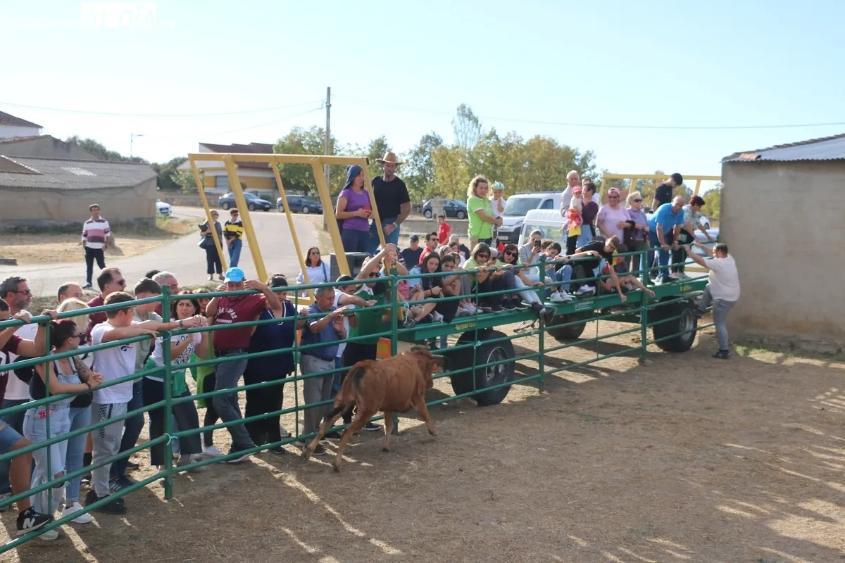Entretenida capea de vaquillas para enfilar el final de las fiestas en Valderrodrigo / CORRAL