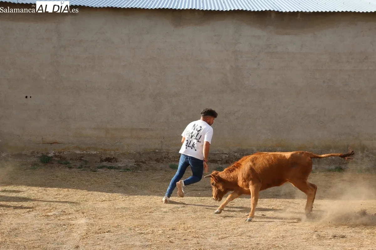 Entretenida capea de vaquillas para enfilar el final de las fiestas en Valderrodrigo / CORRAL