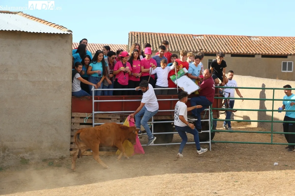 Entretenida capea de vaquillas para enfilar el final de las fiestas en Valderrodrigo / CORRAL