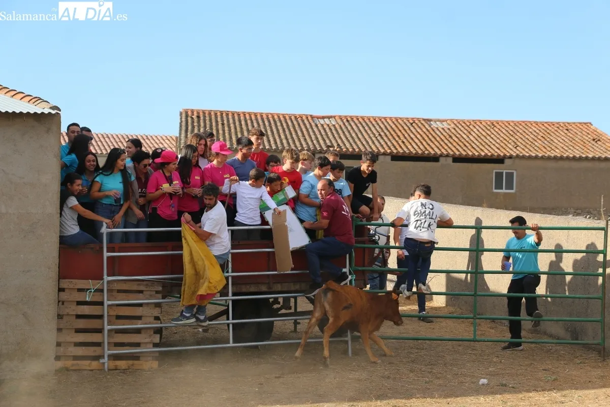 Entretenida capea de vaquillas para enfilar el final de las fiestas en Valderrodrigo / CORRAL