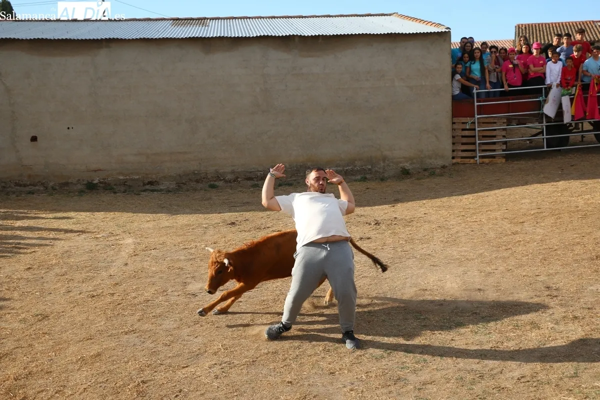 Entretenida capea de vaquillas para enfilar el final de las fiestas en Valderrodrigo / CORRAL