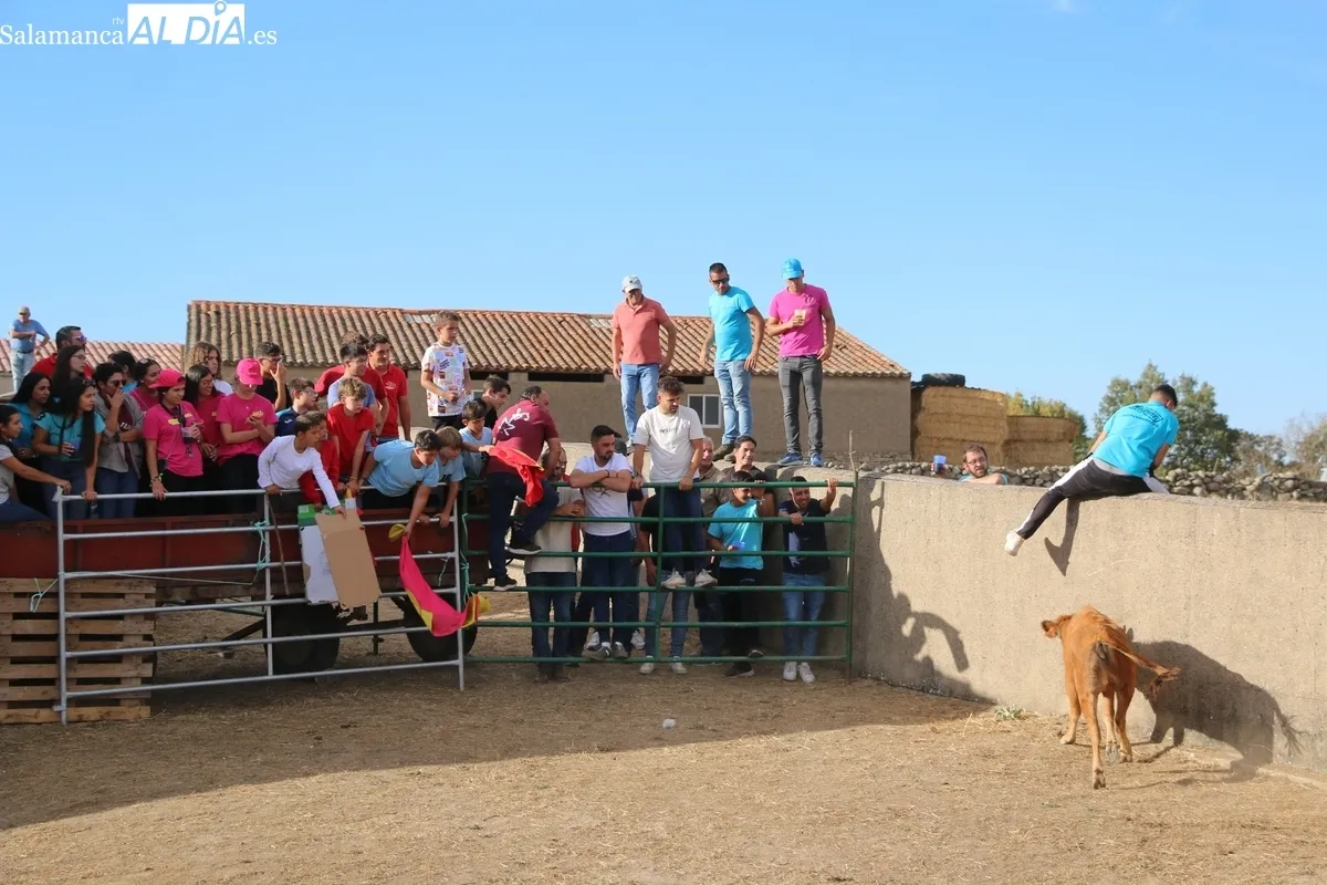 Entretenida capea de vaquillas para enfilar el final de las fiestas en Valderrodrigo / CORRAL