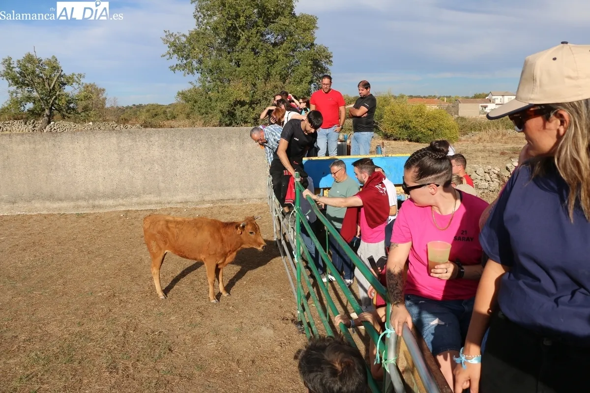 Entretenida capea de vaquillas para enfilar el final de las fiestas en Valderrodrigo / CORRAL