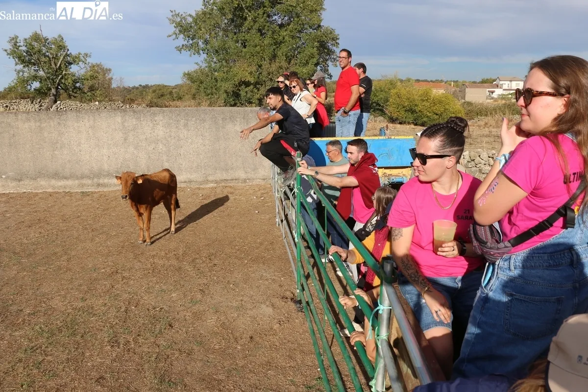 Entretenida capea de vaquillas para enfilar el final de las fiestas en Valderrodrigo / CORRAL