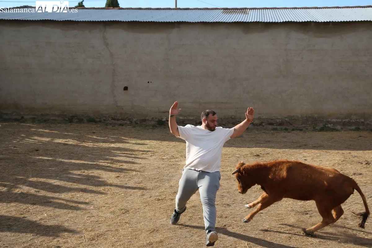 Entretenida capea de vaquillas para enfilar el final de las fiestas en Valderrodrigo / CORRAL