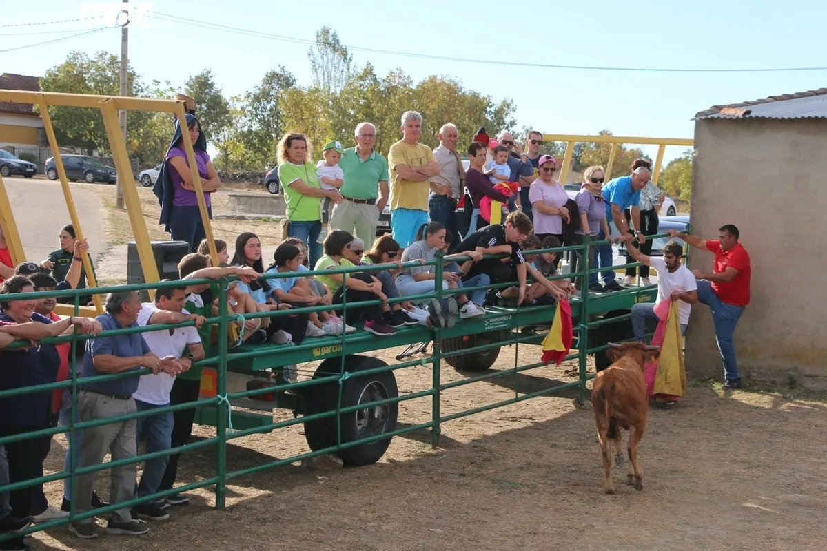 Entretenida capea de vaquillas para enfilar el final de las fiestas en Valderrodrigo / CORRAL