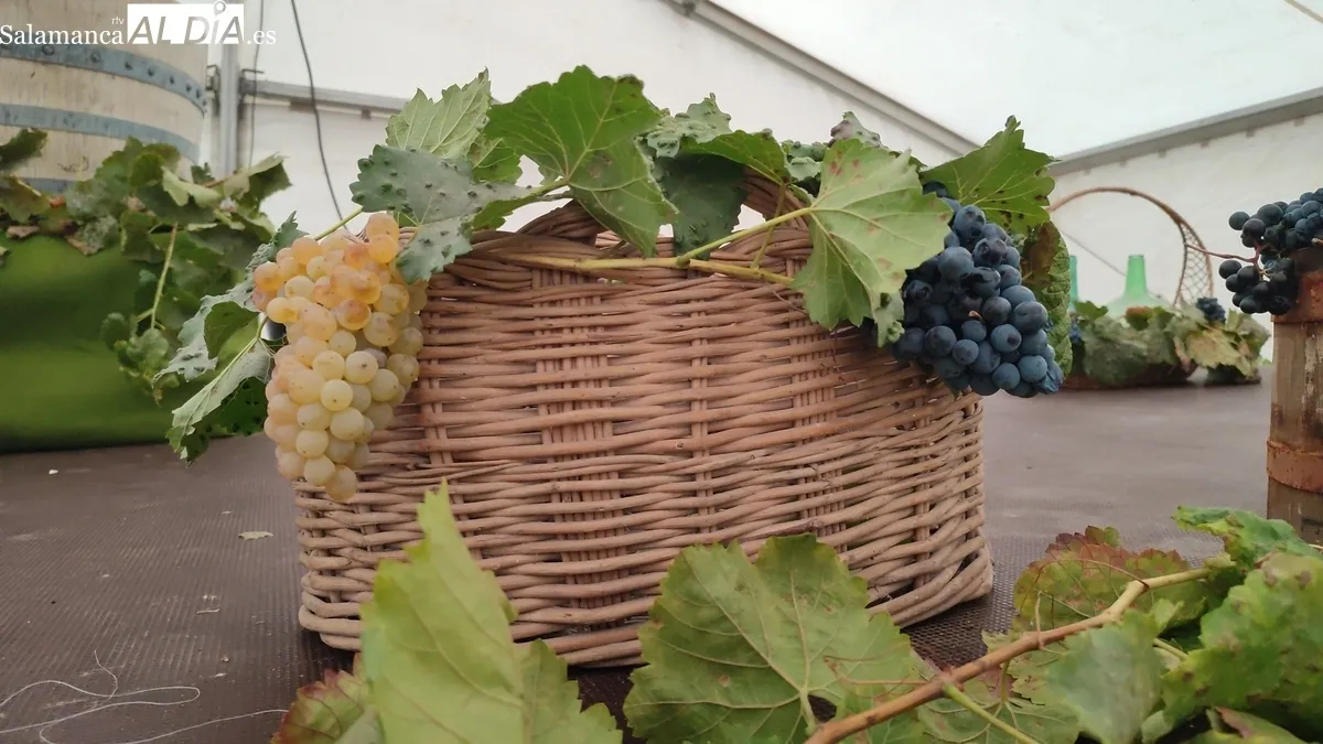 Inauguración de la III Feria del Vino en Aldeadávila de la Ribera / CORRAL 