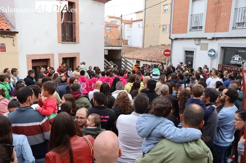 Foto 8 - Los m&aacute;s peque&ntilde;os disfrutan del encierro de mini bueyes en Alba de Tormes