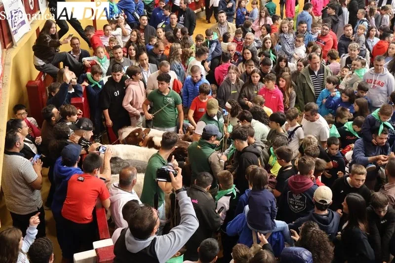 Foto 6 - Los m&aacute;s peque&ntilde;os disfrutan del encierro de mini bueyes en Alba de Tormes