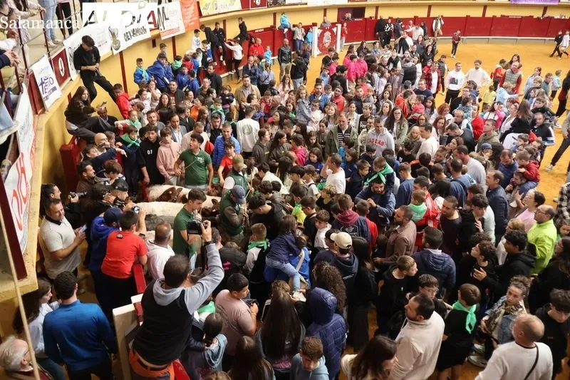 Foto 5 - Los m&aacute;s peque&ntilde;os disfrutan del encierro de mini bueyes en Alba de Tormes