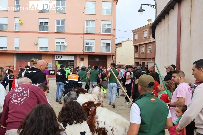Foto 2 - Los m&aacute;s peque&ntilde;os disfrutan del encierro de mini bueyes en Alba de Tormes
