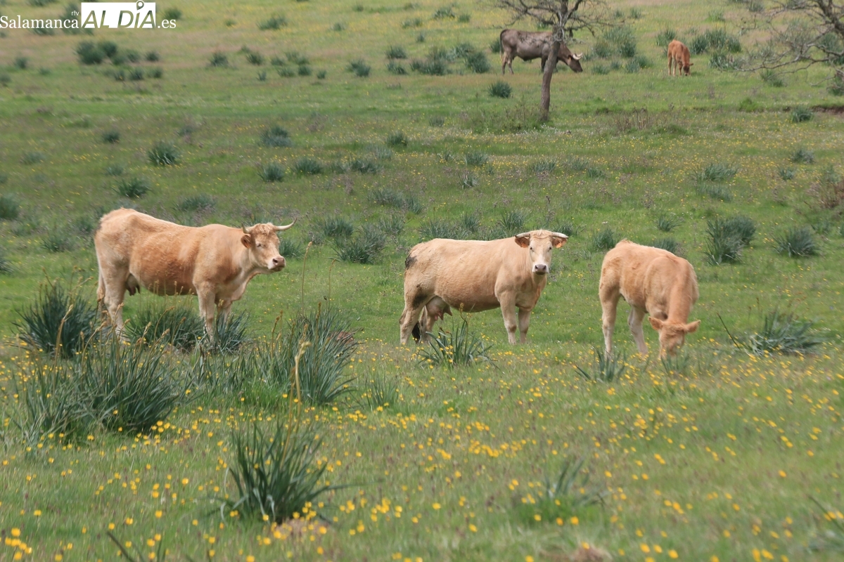 Anticipo PAC 2025 en Salamanca: 75 millones para 6.500