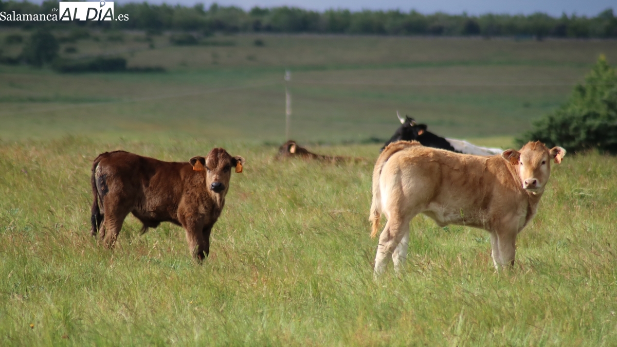 Mercado de ganado y lonja de Salamanca del 20 de octubre de 2025