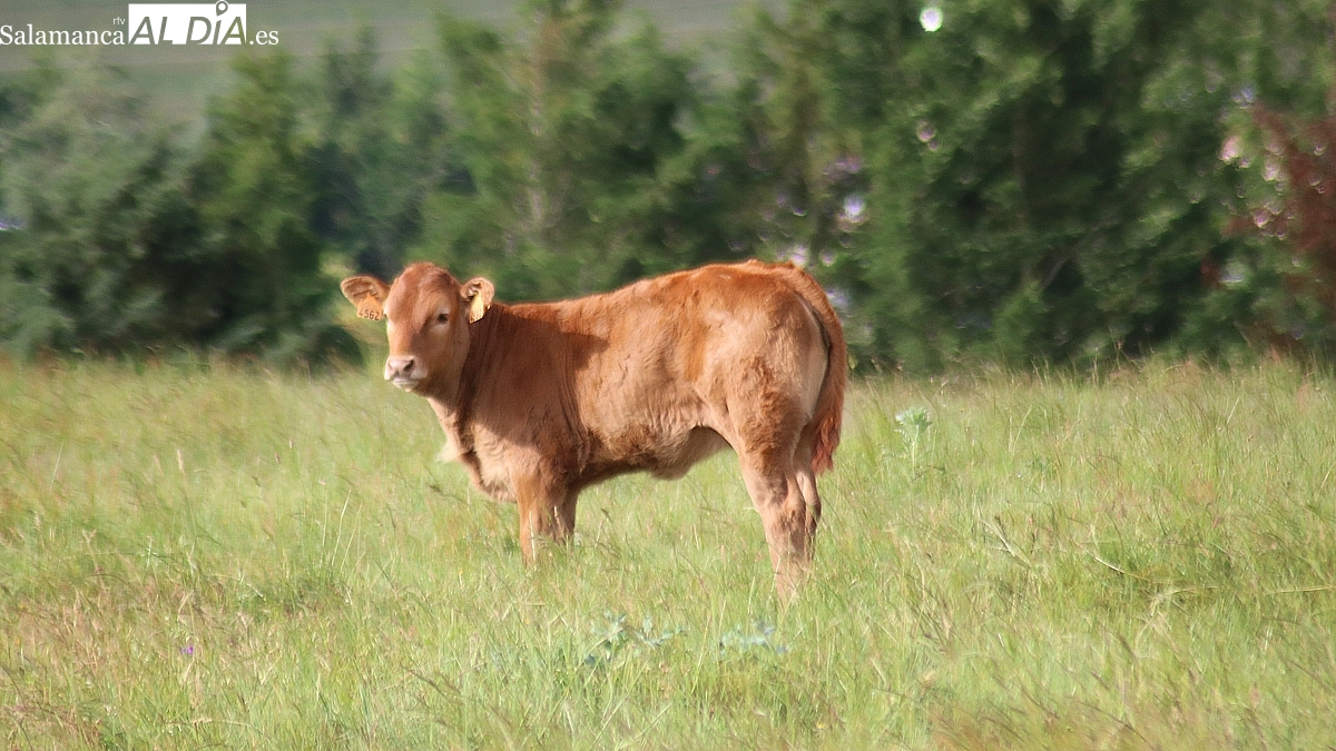 Mercado de ganado y lonja de Salamanca del 14 de octubre de 2025