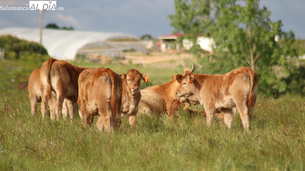 Mercado de ganado y lonja de Salamanca del 27 de octubre de 2025