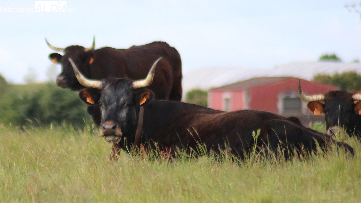 Mercado de gando y lonja de salamanca del 6 de octubre de 2025 