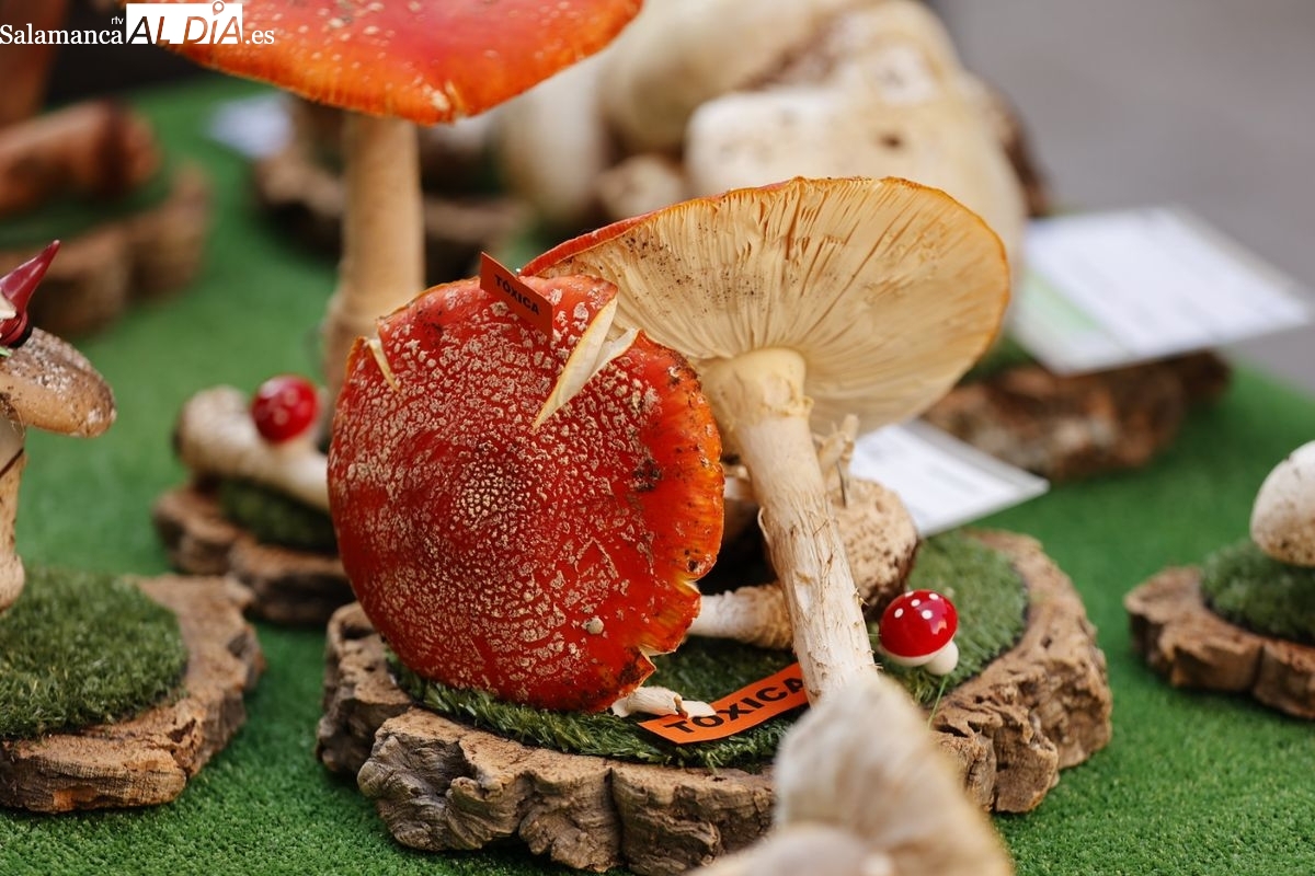 Curso de iniciación micología setas Salamanca