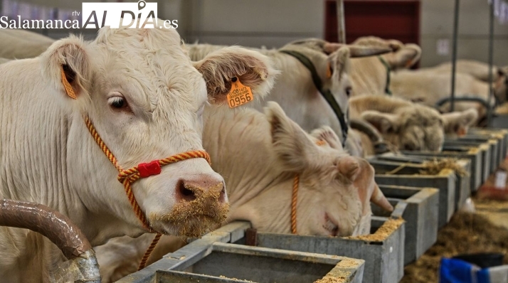 Dermatosis nodular: CyL suspende las ferias de ganado